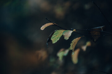Yellow autumn leaves close up on dark natural background