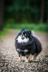 Pomeranian dog after dog show posing outside.  Black and tan pomeranian 