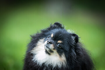Obraz premium Pomeranian dog after dog show posing outside. Black and tan pomeranian 