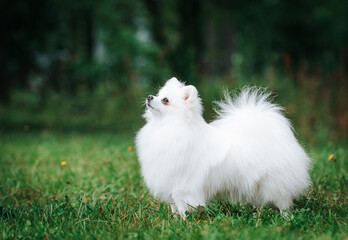 Pomeranian white dog posing in green park outside. Happy pomeranian face