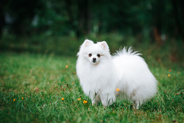 Pomeranian white dog posing in green park outside. Happy pomeranian face