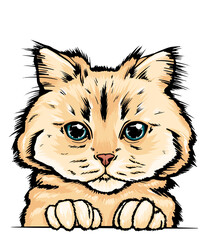 hand-drawn vector portrait of a cat. colorful portrait of a cat muzzle. cat portrait beautiful eyes minimalistic graphic illustration. feline fluffy portrait of a thoroughbred pet. Siberian cat