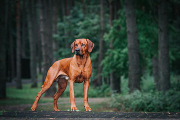 Rhodesian Ridgeback portrait. Dog portrait in green background.