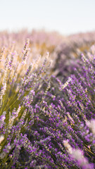 Obraz premium Close look at beautiful lavender field, popular tourist attraction, nice for walking by the sunset. The flowers are really purple.