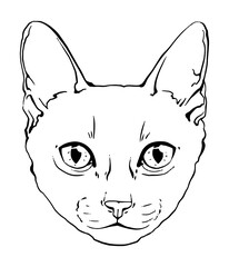 vector drawing portrait cat hand drawn. black and white muzzle of a siamese cat. portrait of a cat black and white graphics drawn by ink. feline fluffy portrait of purebred pet on the background