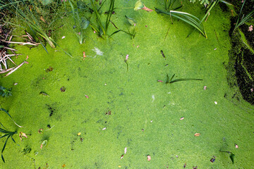 Green duckweed on clean lake water. Natural background and texture