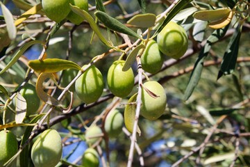 Olives on olive tree branch in the outskirts of Athens in Greece.