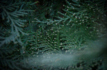 Green branch with cones on dark background. Moody tones of autumn. Thuja leaves close up