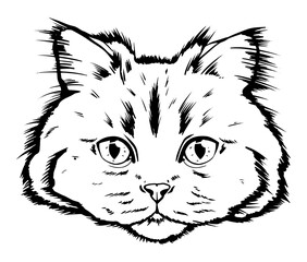black and white muzzle of a siberian cat portrait. art of cat black and white graphics drawn by ink. feline fluffy portrait of purebred pet on the background. vector drawing portrait cat hand drawn.