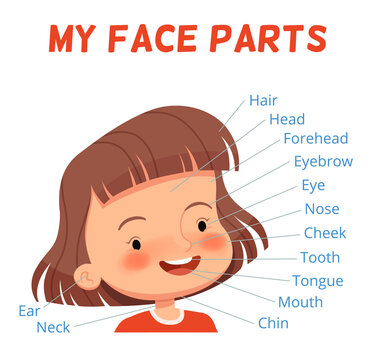 Child learning poster. Parts of the girl's face with signed names. Examining body parts