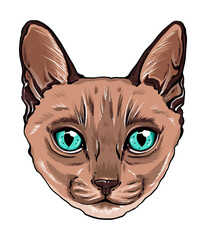 hand-drawn vector portrait of a cat. colorful portrait of a cat muzzle. cat portrait beautiful eyes minimalistic graphic illustration. feline fluffy portrait of a thoroughbred pet. Siamese cat