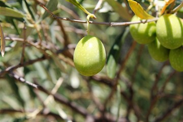 Olives on olive tree branch in the outskirts of Athens in Greece.