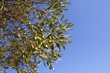 Olives on olive tree branch in the outskirts of Athens in Greece.