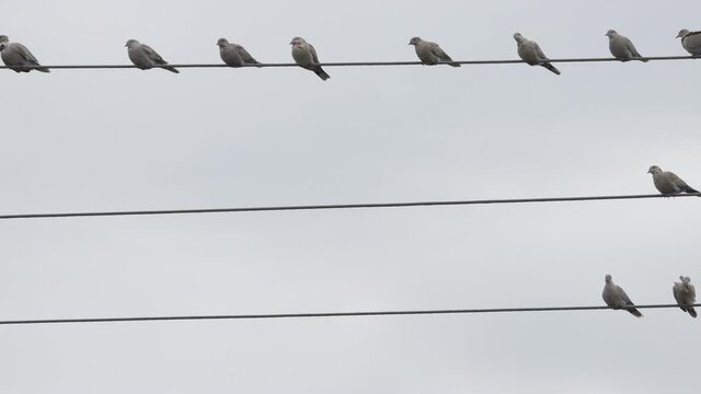 wild pigeons sit on electric wires