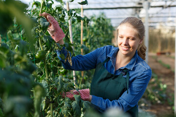 Positive female gardener working in greenhouse, inspecting green tomatoes