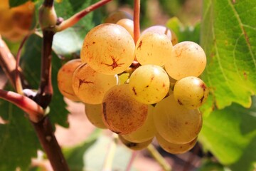 Ripe white wine grapes on vineyard in the outskirts of Athens in Attica, Greece.