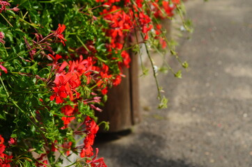 blooming geranium bright colors close up