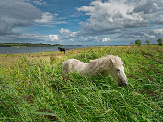 Fototapeta premium White horse eating reed near Flensborg fjord at Gendarmstien, Denmark