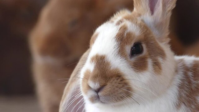 Thoroughbred rabbits wiggle their noses. Scent concept. Animals in slow motion.
