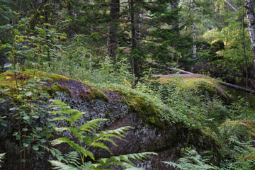 Fototapeta na wymiar Mountain landscape. Large stones overgrown with green moss in the forest. Siberian taiga in summer. Stolby national park in Krasnoyarsk. The nature of siberia. Dark dense forest background.