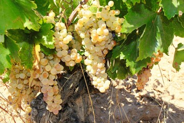 Ripe white wine grapes on vineyard in the outskirts of Athens in Attica, Greece.
