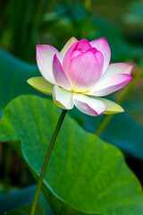 Cycle of Life (Lotus Bloom)