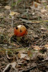 small agaric mushroom in an autumn forest
