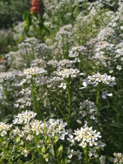 Obraz na płótnie Canvas white tiny flowers in a field
