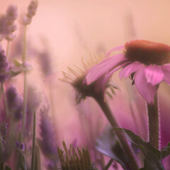 Fototapeta na wymiar Lavendel, Blumenwiese im Dunst mit Sonnenhut, romantisch, Quadrat 