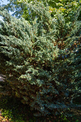 Large bush Juniperus squamata Meyeri. Texture of Juniperus squamata Meyeri leaves. Small blue and green needles on vertical branches. Summer morning in evergreen garden. Nature concept for design.