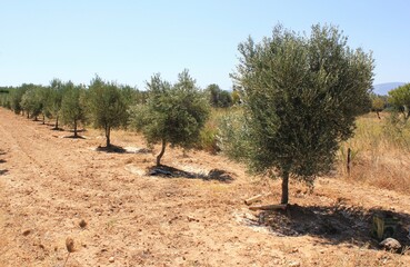 Olive trees growing in olive grove in the outskirts of Athens in Attica, Greece.