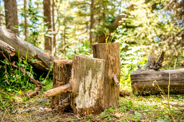 Deforestation concept. Stump of tree after cutting forest. Stump from fresh cut coniferous tree in forest. stump in the coniferous forest from freshly chopped spruce.  Banner format.