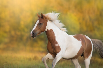 Fototapeta na wymiar Piebald horse run gallop on meadow