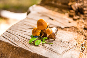 Honey mushrooms on a tree stump in the forest. Raw forest mushrooms honey mushrooms. Composition with mushrooms and berries. Forest mushrooms on a felled stump