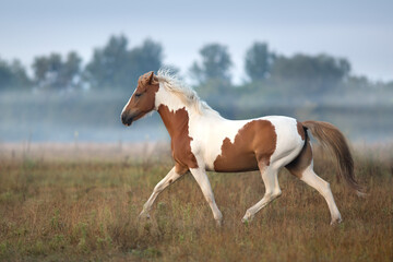 Plakat Piebald horse run gallop on fog meadow