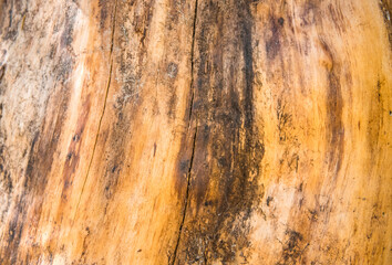 Old wood surface with natural patterns
