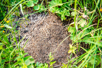 Anthill in the forest. Anthill in green grass
