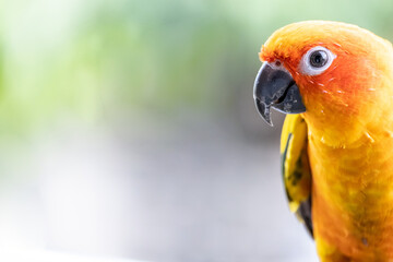 Colorful yellow parrot, Sun Conure (Aratinga solstitialis). copy space for text.