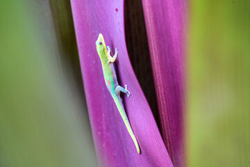 Gold Dust Day Gecko Hawaii