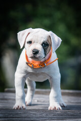 American bulldog purebred dog puppy outside. Green background and bull type dog.	