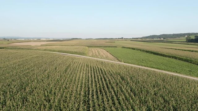 Drone flying parallel to the corn fields, revealing a road in the middle. Aerial view of beautiful corn fields with symmetrical patterns in evening light.