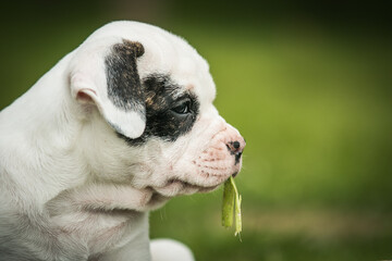 American bulldog purebred dog puppy outside. Green background and bull type dog.