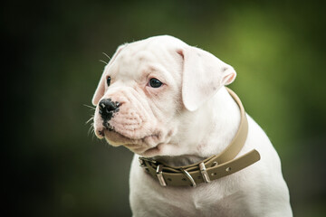 Obraz premium American bulldog purebred dog puppy outside. Green background and bull type dog.