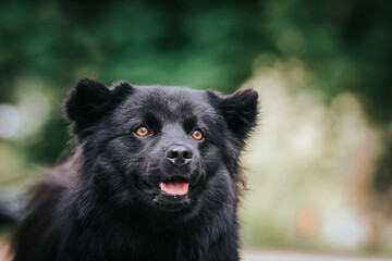 Swedish Lapphund dog posing outside after dog show.  