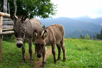 Fototapeta premium zwei Esel stehen auf einem schmalen Pfad auf einer Almweide in den Bergen 