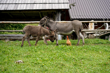 Esel / Eselstute und Fohlen stehen gemeinsam mit einem Huhn auf der Weide vor einer Almhütte