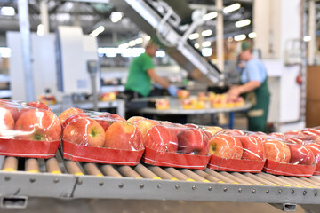 Nahrungsindustrie - Anlage zur Verpackung von Äpfeln für den Handel - Fliessband Closeup // food...