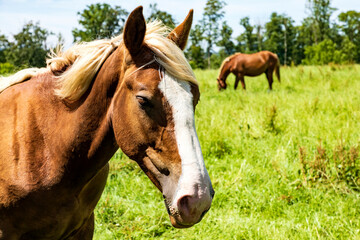 Naklejka na ściany i meble Pferde auf einer eingezäunten Weide im Hintergrund ein blauer Himmel, close-up.