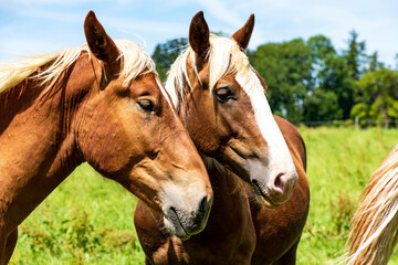 Obraz premium Pferde auf einer eingezäunten Weide im Hintergrund ein blauer Himmel, close-up.
