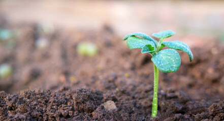green sprout, symbol of the beginning of a new life, close-up nature renewal,